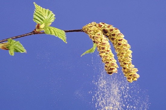 pollen